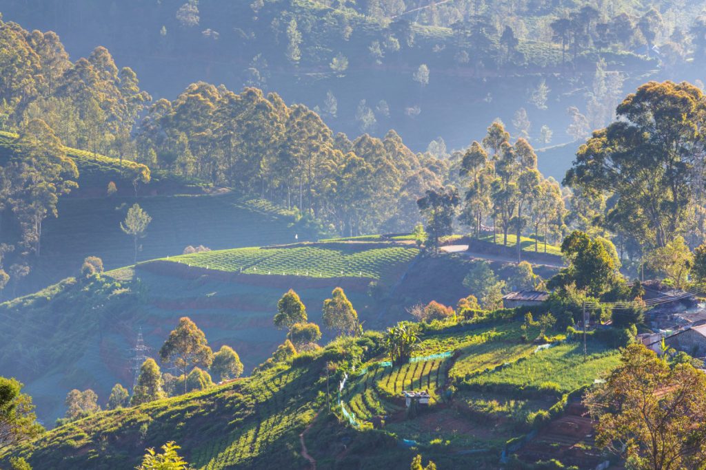 photo de rizières en terrasse au Sri Lanka